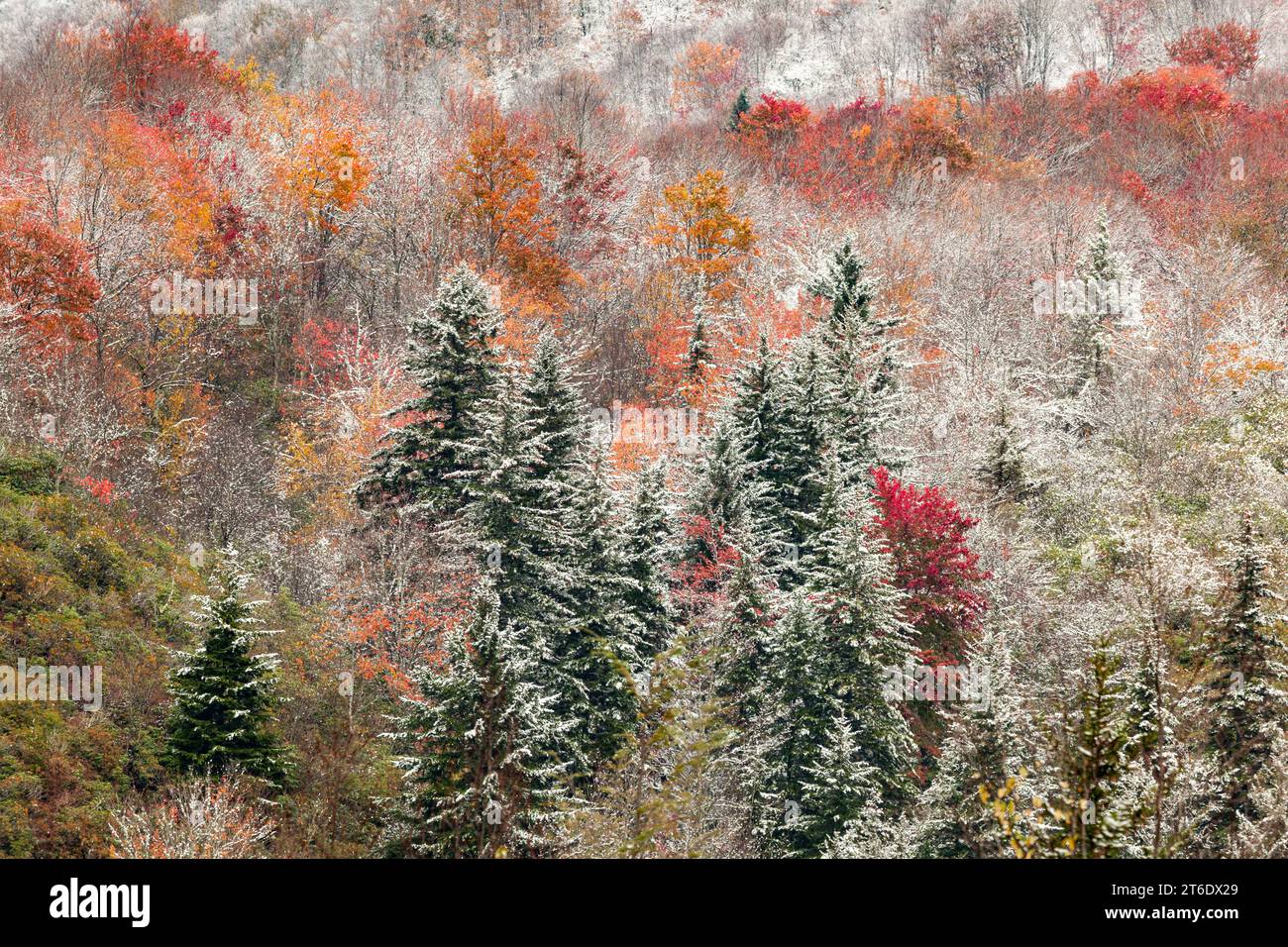 Fall and Winter in Pisgah National Forest in Western North Carolina