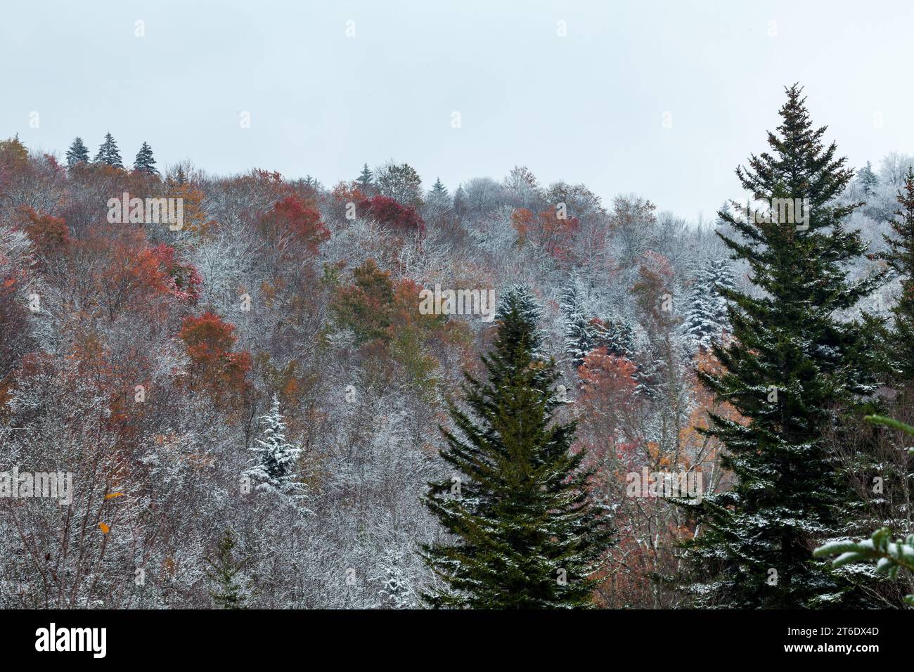 Fall and Winter in Pisgah National Forest in Western North Carolina