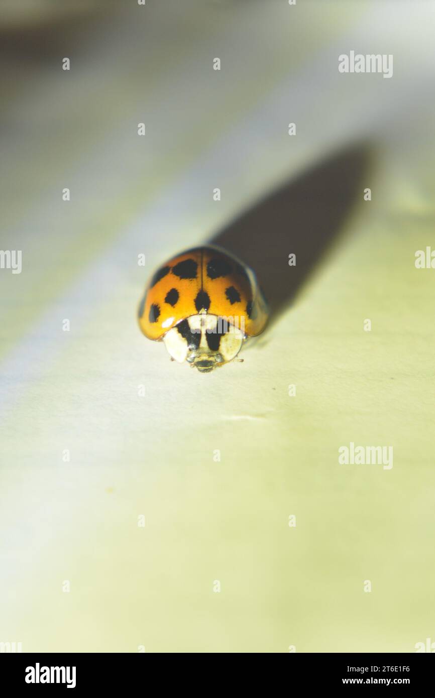 Close-up of a ladybird (ladybug) on a white background, with elongated shadow. Stock Photo