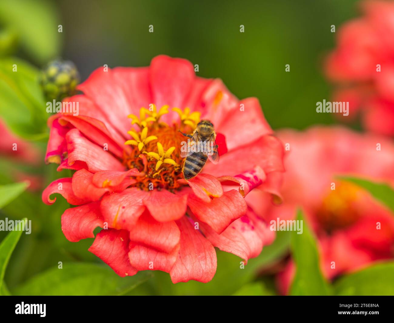 A bee collects nectar from Red marigolds flower in the garden in summer close-up. Blooming tagetes flower with red petals in summer, close-up photo. Stock Photo