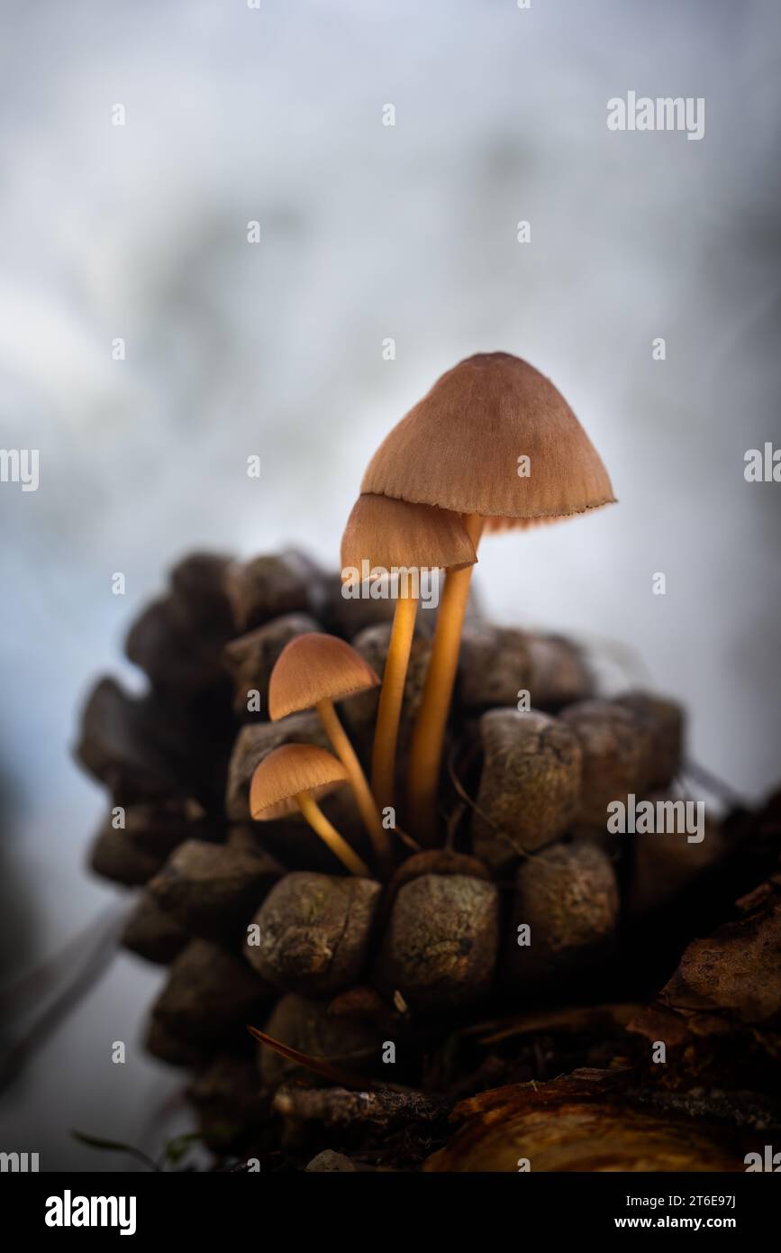 A close-up of two small mushrooms growing on the surface of a pine cone Stock Photo