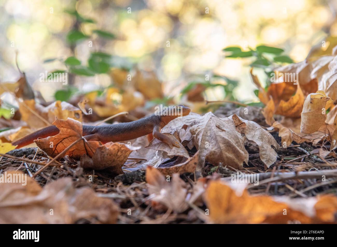 Wildlife colors hi-res stock photography and images - Alamy