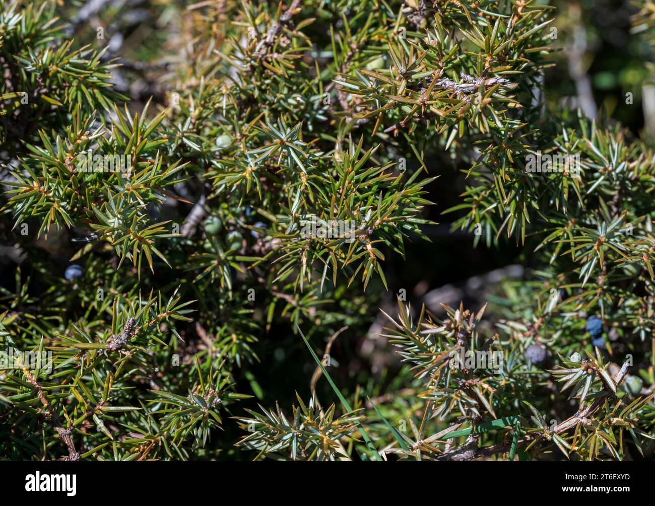 Common Juniper, Juniperus communis subsp. alpina. Photo taken in La Pedriza, Guadarrama Mountains National Park, Madrid, Spain. Stock Photo