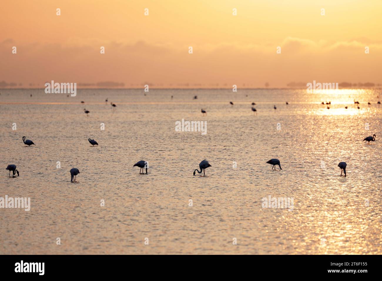 Pink flamingos in the Camargue in the water Stock Photo