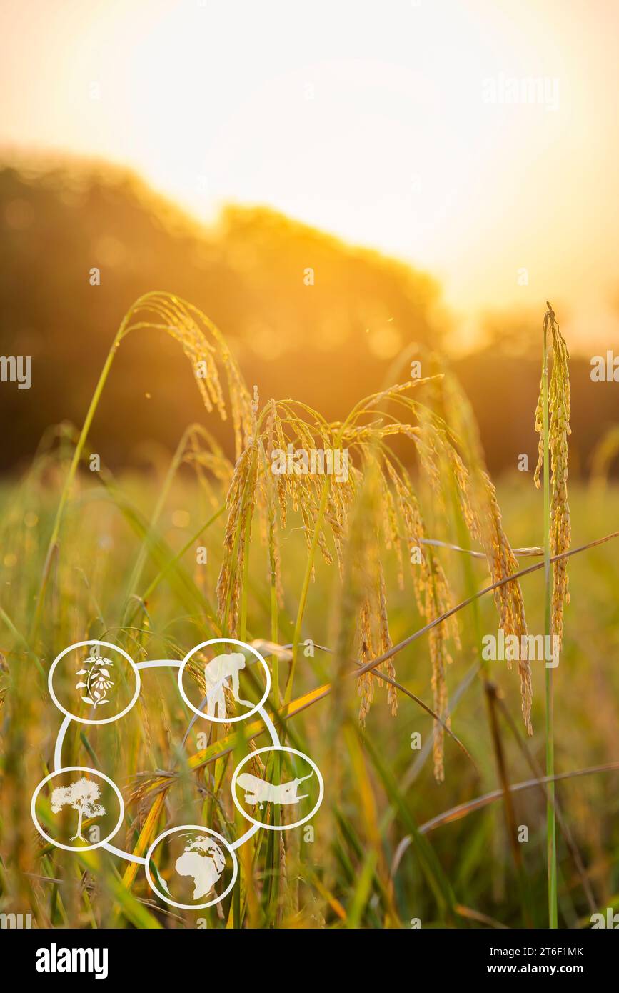 Tourism and agricultural learning resources, Rice plant with sunrise or ...