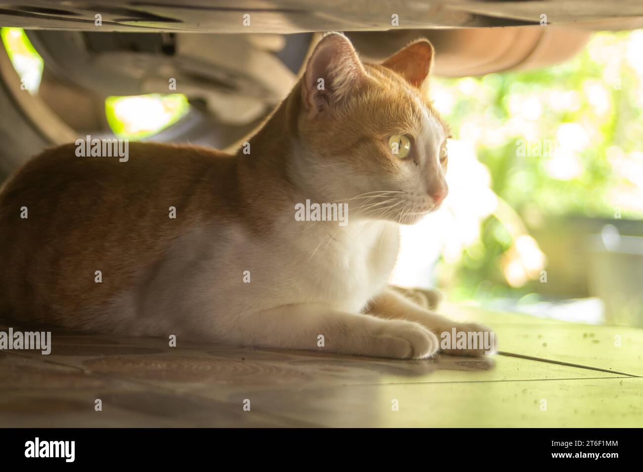 Stray cats are lounging under cars to shelter from attacks by people