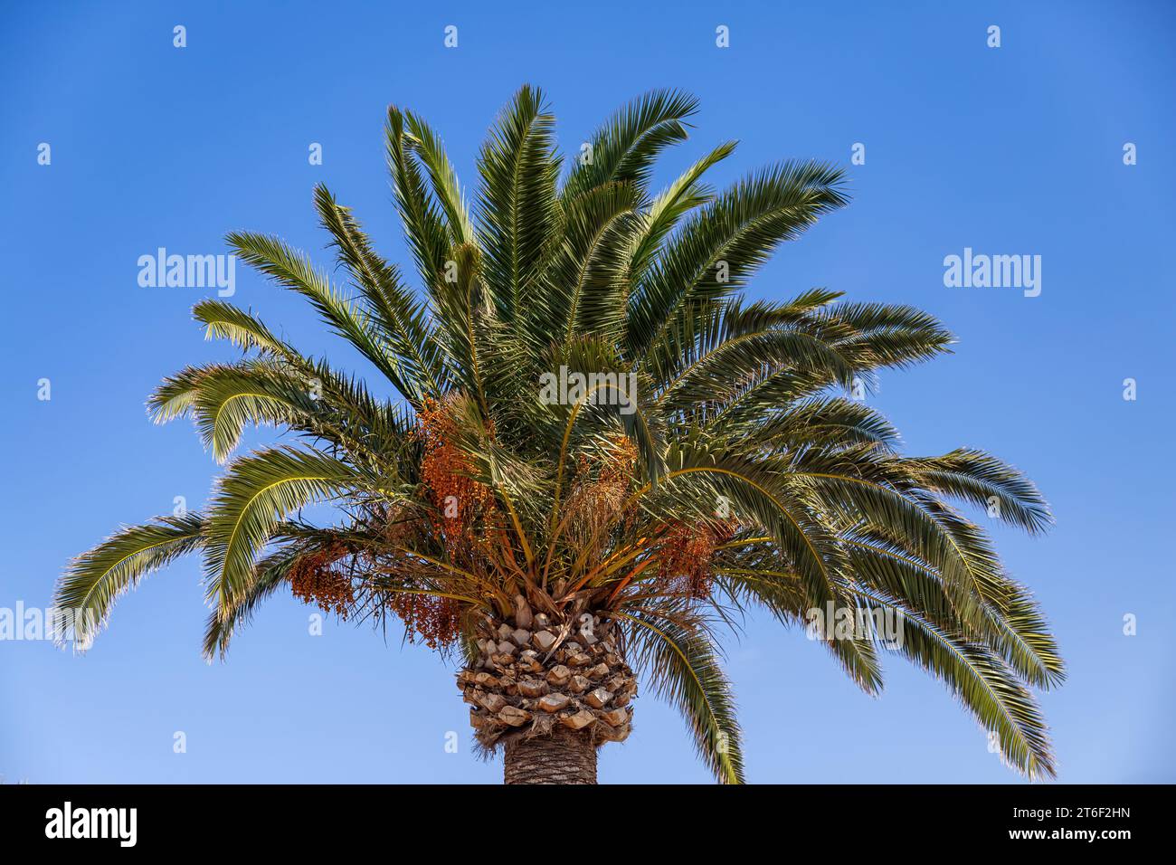 Palm tree green leaf on blue sky background. Under view Stock Photo