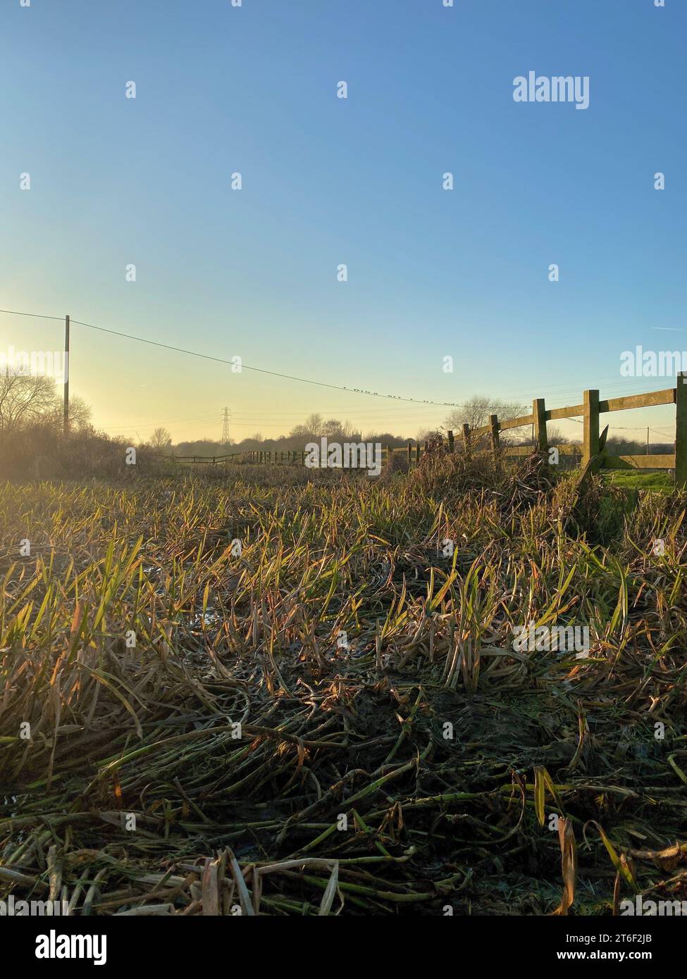 A vertical of a fence and lush green grass field at sunset Stock Photo ...