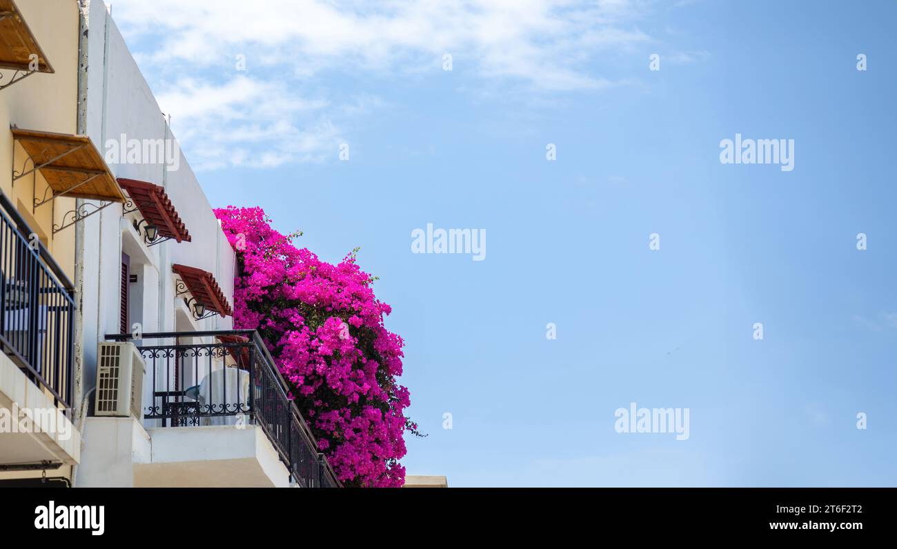 Traditional Greek building with balcony and blooming purple  bougainvillea plant, blue sky background, summer sunny day. Under view, copy space Stock Photo