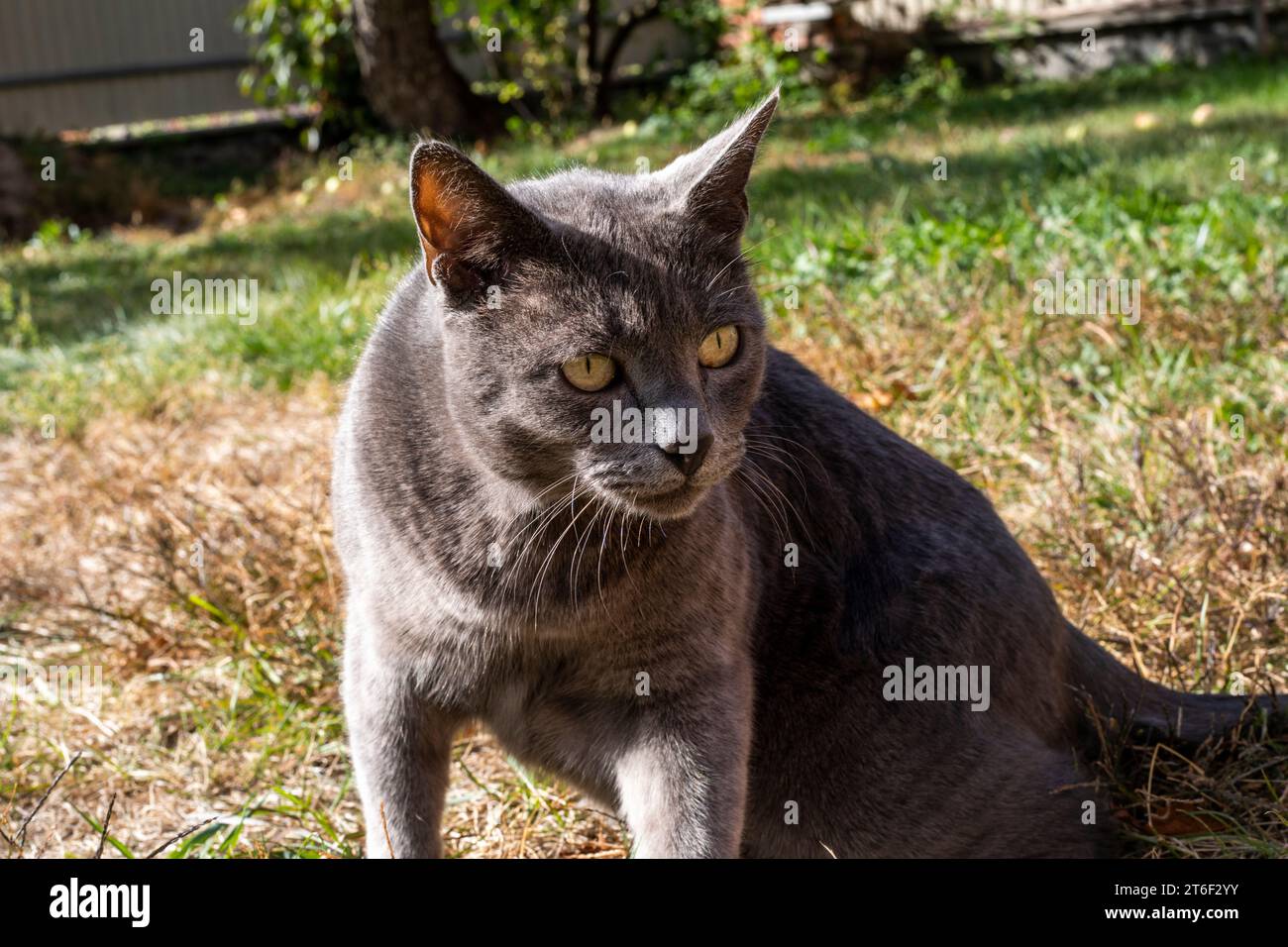 blue American Burmese cat hunting in the garden Stock Photo - Alamy