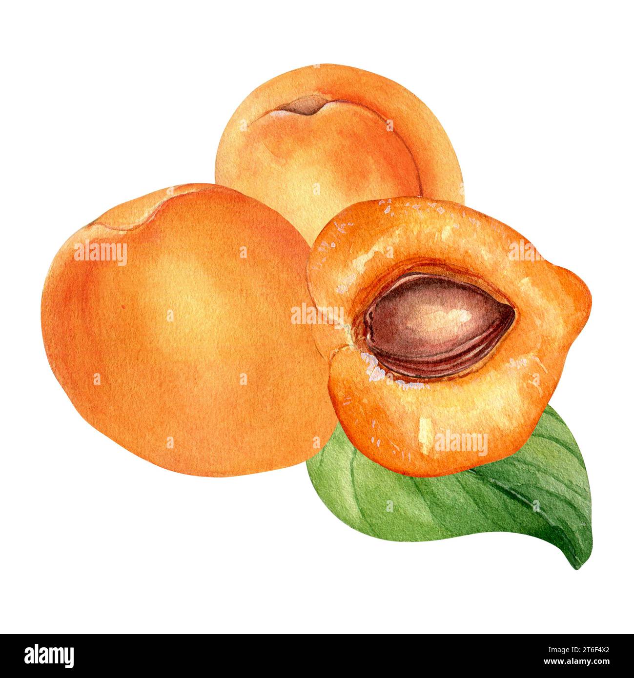 Watercolor illustration with whole apricots, segment fruit on leaves isolated on white