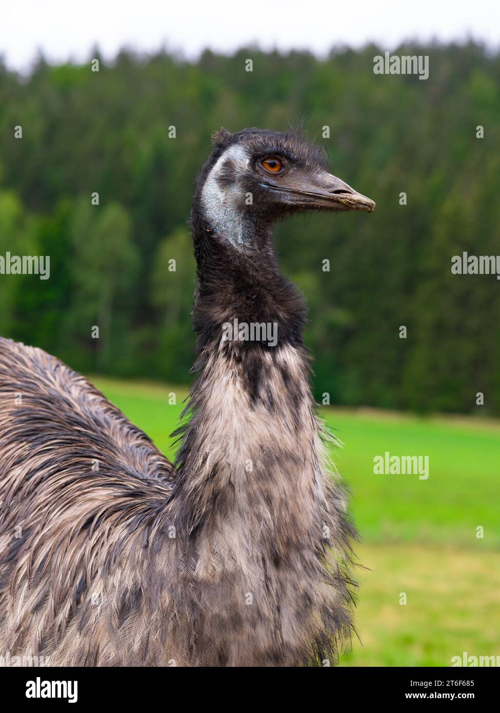 emu ostrich portrait on the background of the forest Stock Photo