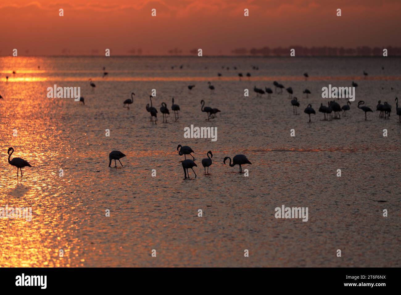 Pink flamingos in the Camargue in the water Stock Photo