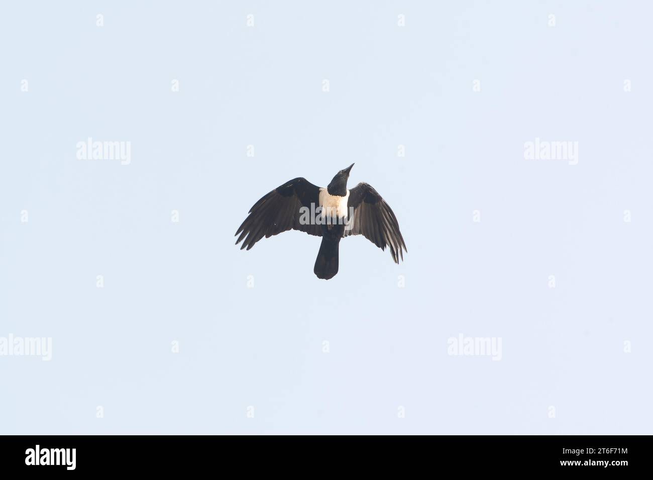 Pied Crow, Corvus albus, in flight in the Gambia Stock Photo - Alamy