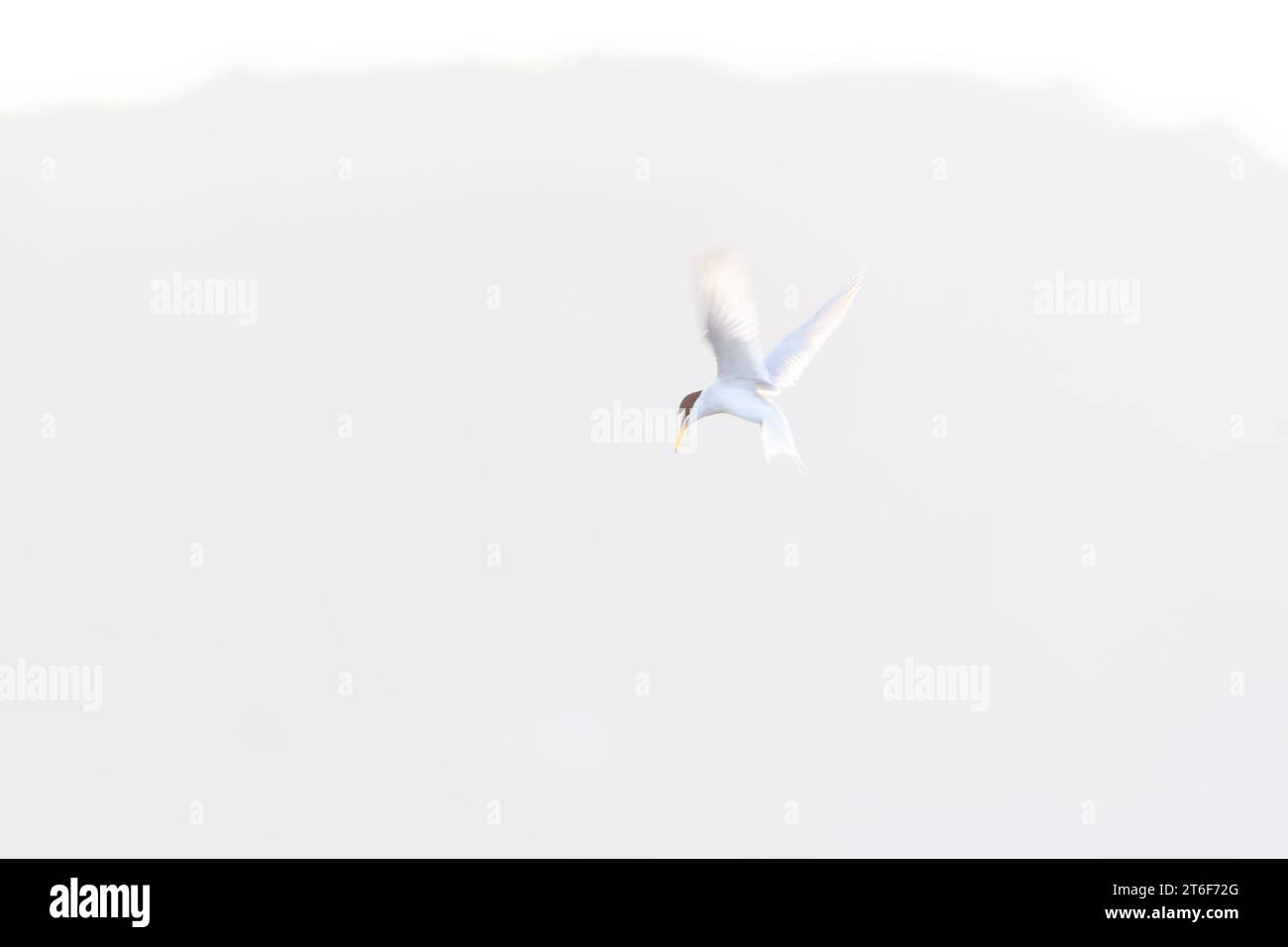 flying-adult-little-tern-sternula-albifrons-at-coastal-marsh-on-the