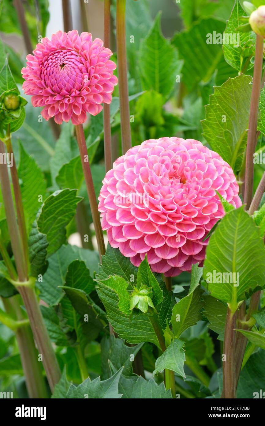 Dahlia Caitlin's Joy, miniature Ball Dahlia, Rose Pink flowers Stock Photo