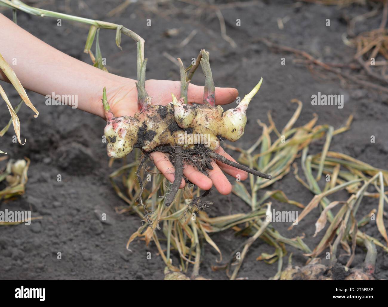 Ginger (Zingiber officinale) harvesting on ginger field. Farmer hold in hand fresh ginger