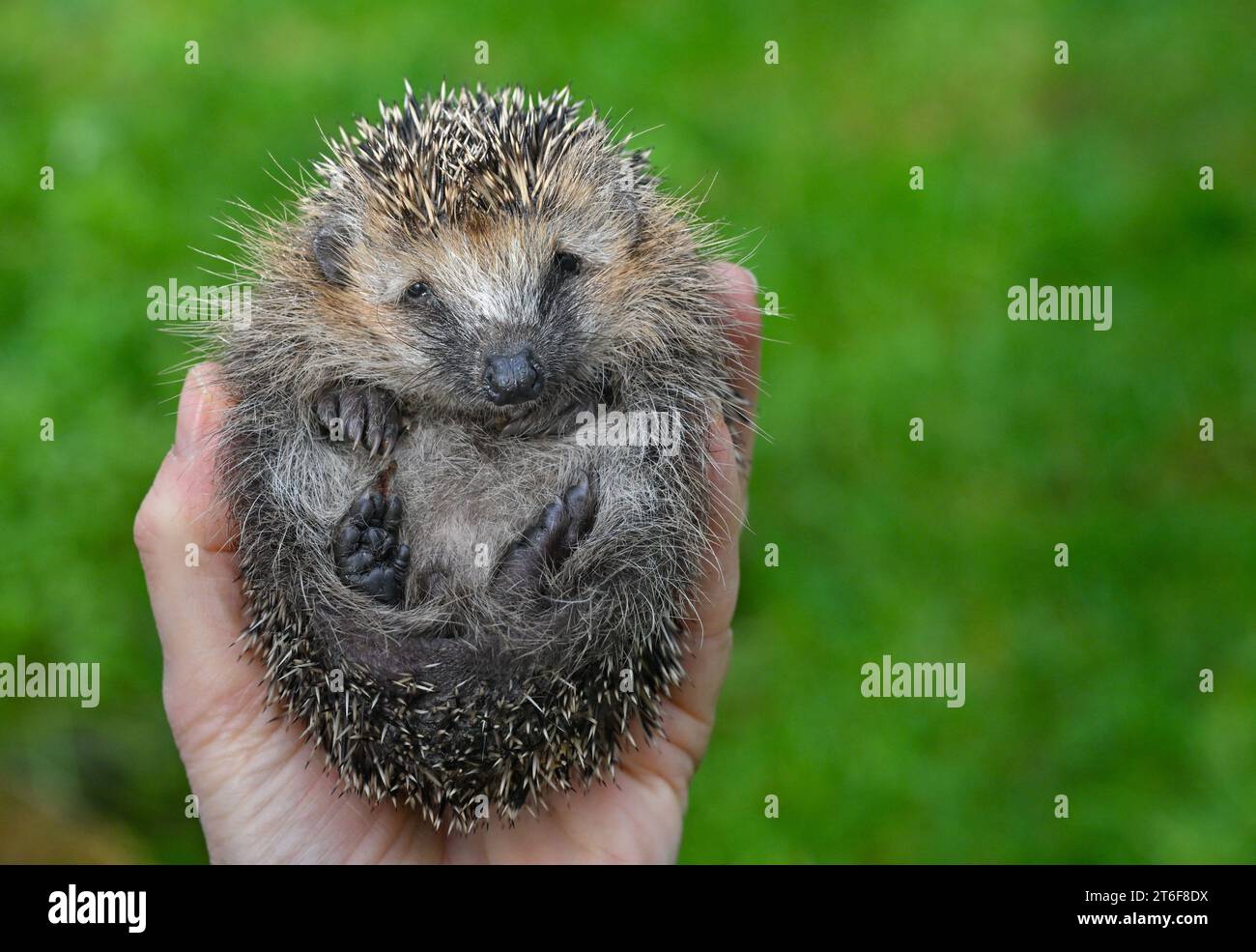Neuzelle, Germany. 09th Nov, 2023. In the hands of Simone Hartung from the Neuzelle hedgehog station lies the small hedgehog named 'Bärbel', who weighs just 200 grams. When garden owners or walkers bring sick or malnourished hedgehogs to her, Simone Hartung cannot refuse to help. She has been running her hedgehog sanctuary on a voluntary basis for 13 years and is faced with more and more threats to the spiny creatures. Credit: Patrick Pleul/dpa/Alamy Live News Stock Photo