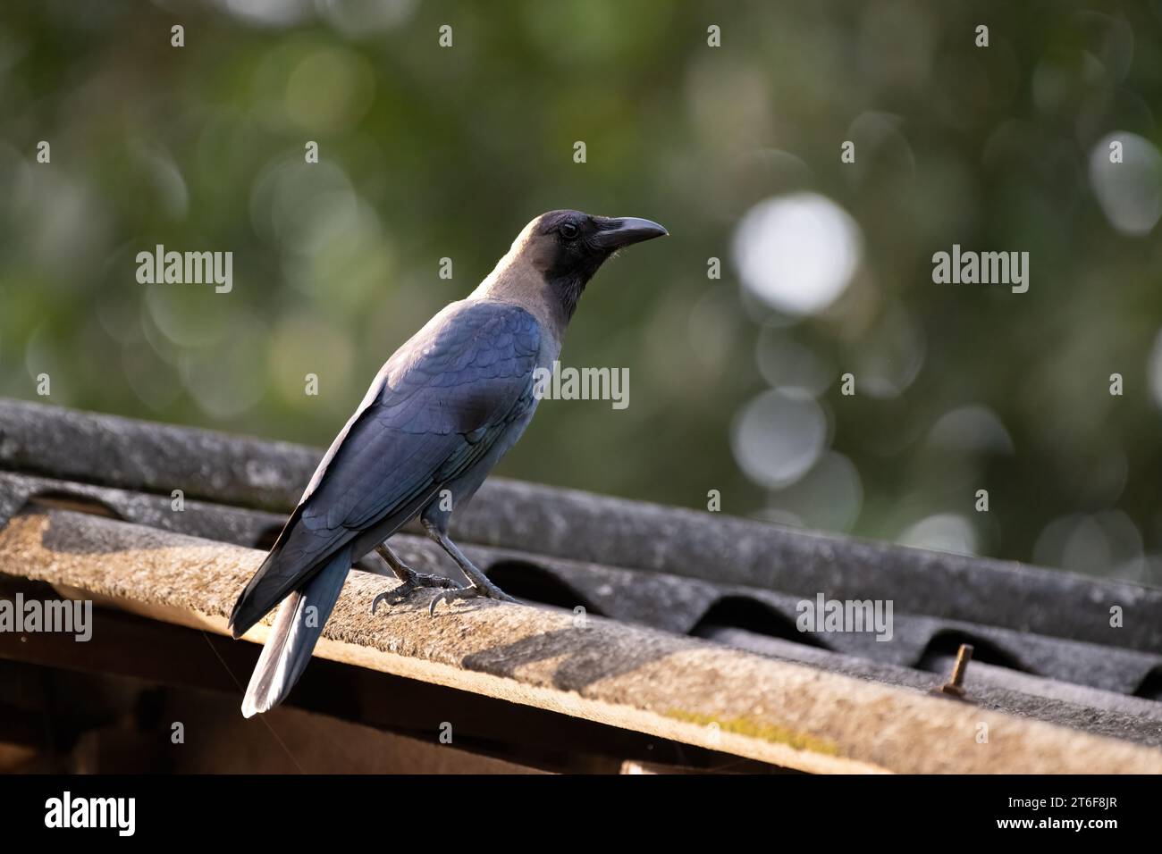 Single House Crow (Corvus splendens), resting on a roof. Also called