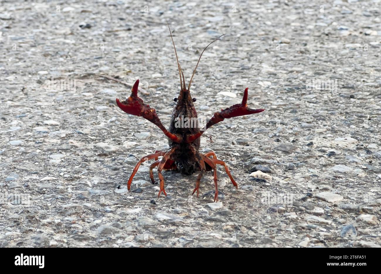 Louisiana red crayfish, photographed crossing a country road Stock Photo