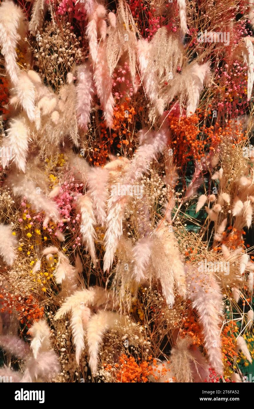 Close up decor feather wreath with autumn colors in shop's display. Close up creative modern Christmas tree decor. Exotic New Year.Wide banner Stock Photo
