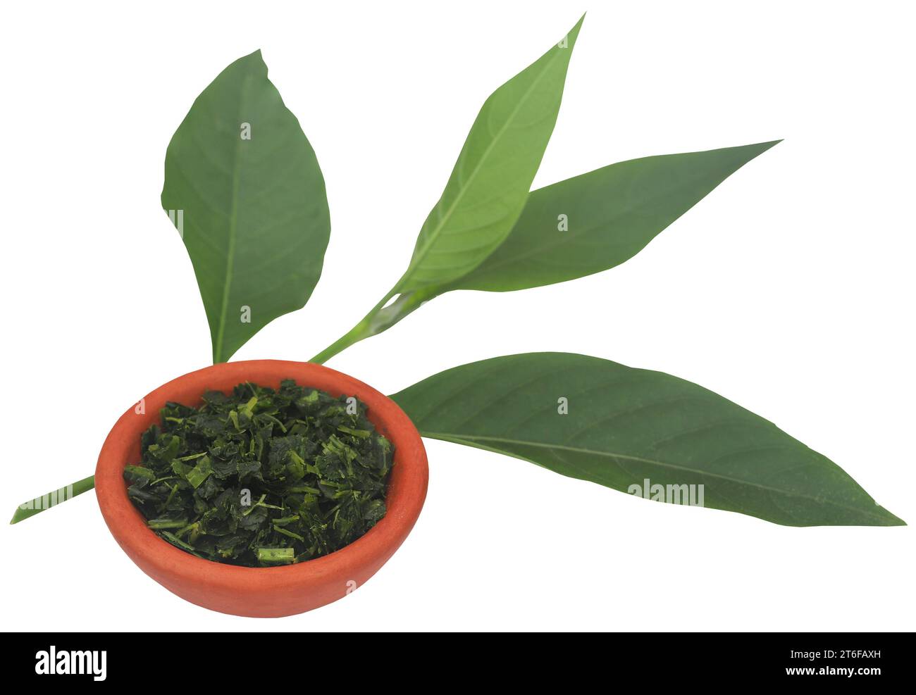 Ayurvedic Vasica leaves fresh and crushed in a pottery Stock Photo