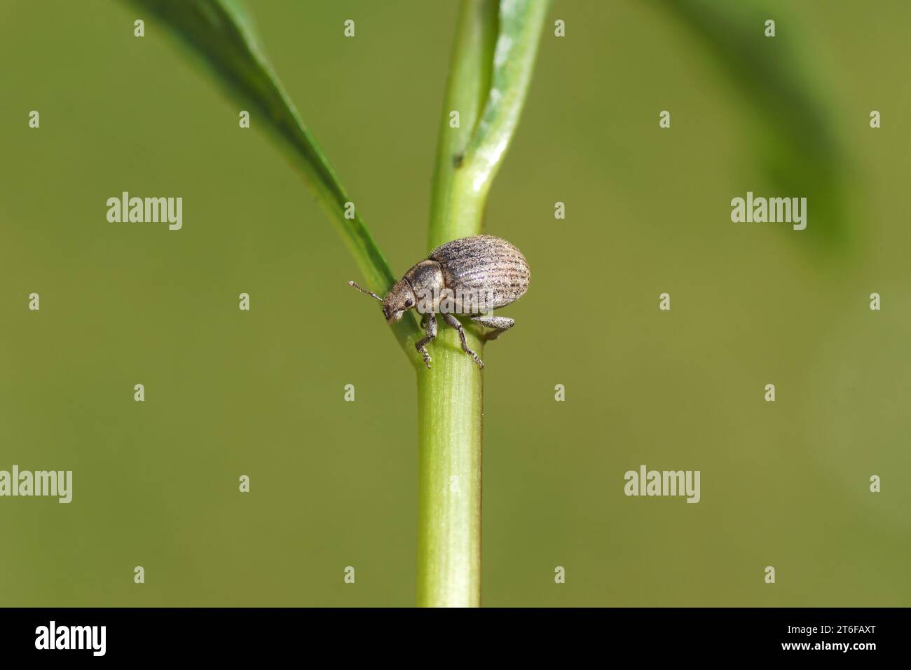 Marram gras weevil Philopedon plagiatus (plagiatum) on a stem. Tribe Cneorhini. Subfamily Broad-nosed Weevils (Entiminae). Family Curculionidae. Stock Photo