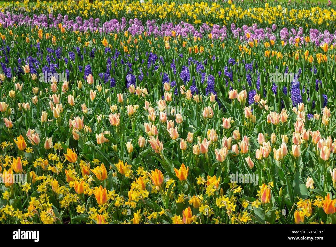 Colourful flower bed with tulips, hyacinths and daffodils, Keukenhof, Lisse, South Holland, Netherlands Stock Photo