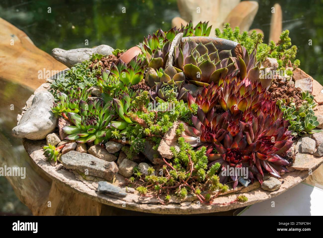 Different types of sdeum in a planter, Germany Stock Photo