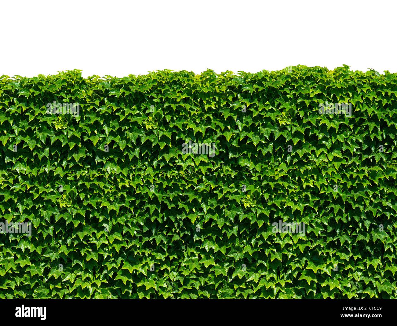 green ivy isolated on white background Stock Photo