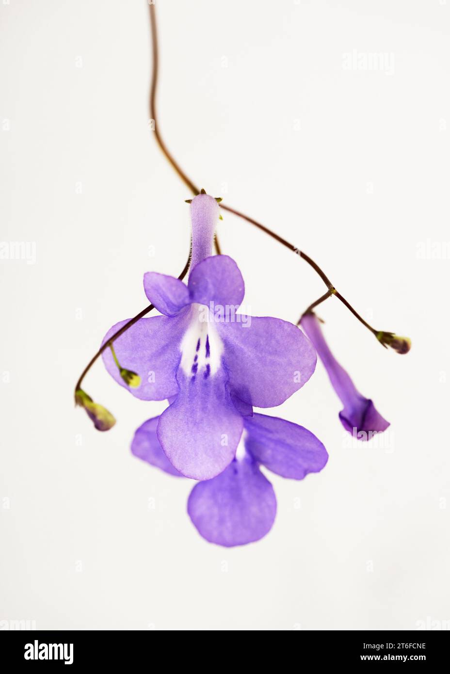 Beautiful false African violet flower hanging isolated collection on white background. (Streptocarpus saxorum) Copy space. Stock Photo