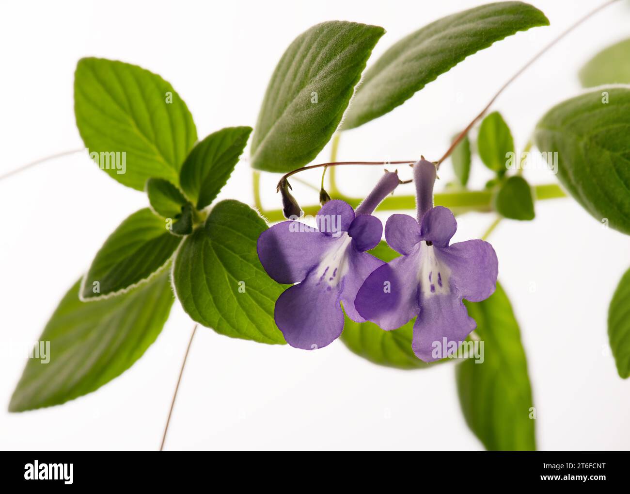 False african violet plant with bright blue flowers against a white background (Streptocarpus saxorum). Selective focus. Stock Photo