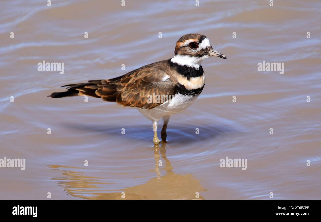 close up of a killdeer standing in a lake at bosque del apache national wildlife refuge in san antonio, new mexico Stock Photo