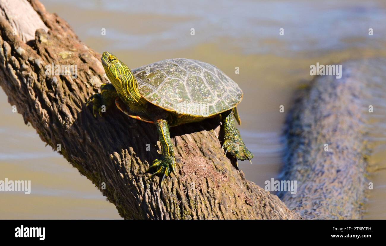 colorful painted turtle sunning on a log in a  creek in bosque del apache national wildlife refuge in san antonio, new mexico Stock Photo