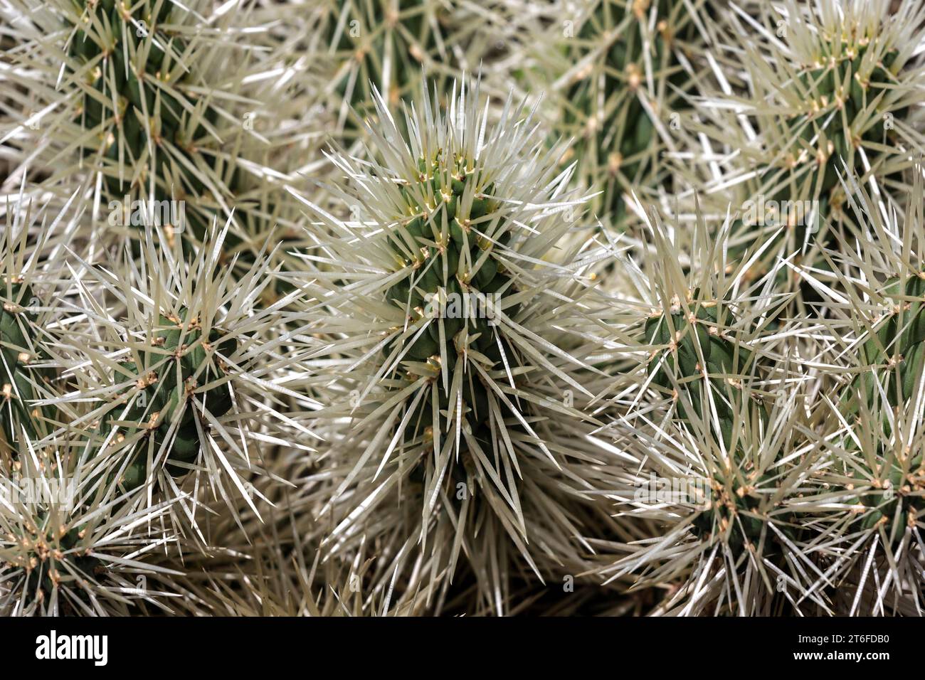 Cactus (Cylindropuntia tunicata), Funchal Botanical Garden, Jardim Botanico, Madeira, Portugal Stock Photo