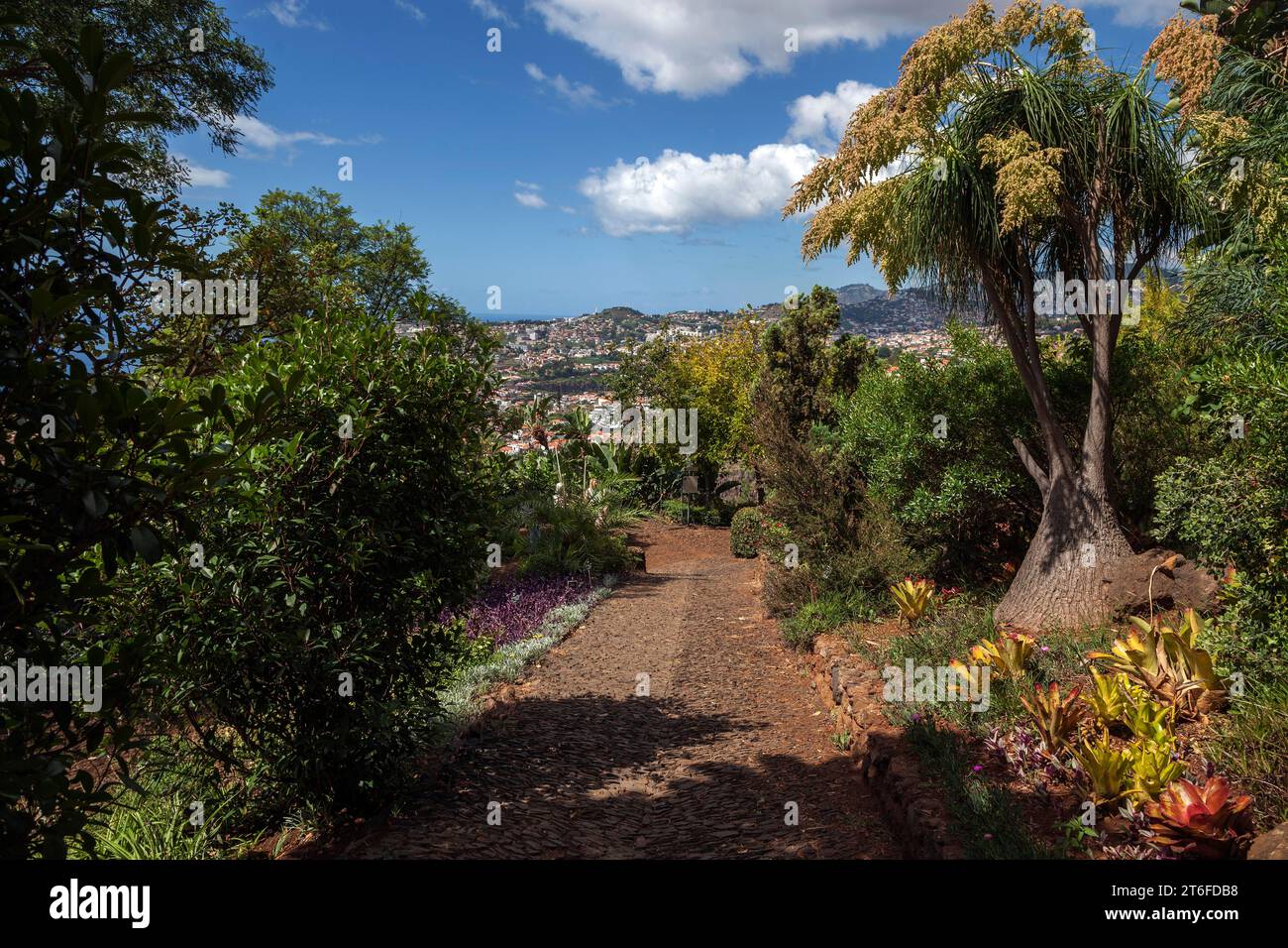 Plants in the botanical garden in Funchal, on the right mighty elephant foot (Beaucarnea recurvata), Jardim Botanico, Funchal, Madeira, Portugal Stock Photo