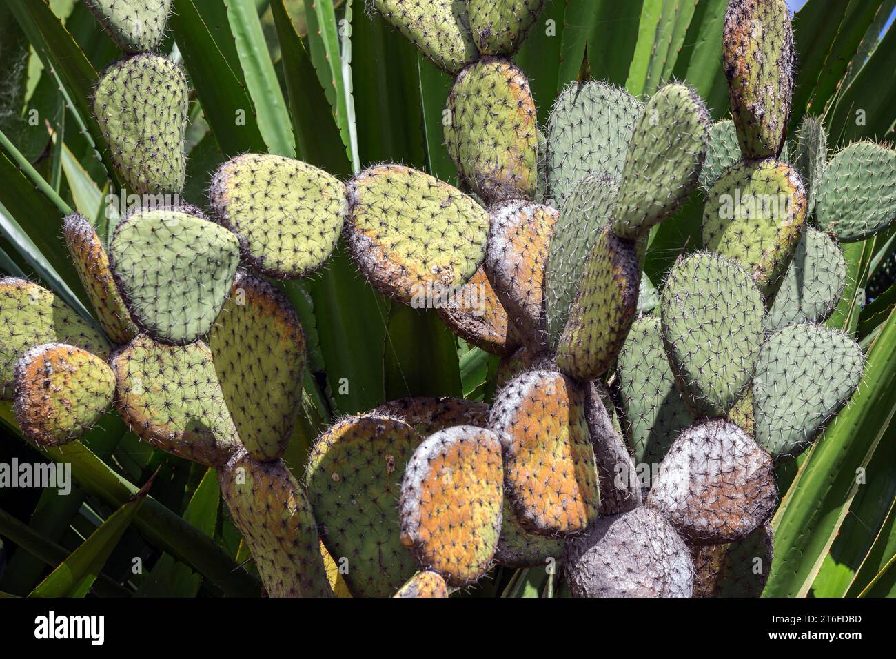 queensnake faux cactus 2.5FT Cactus Artificial Plant main image 1