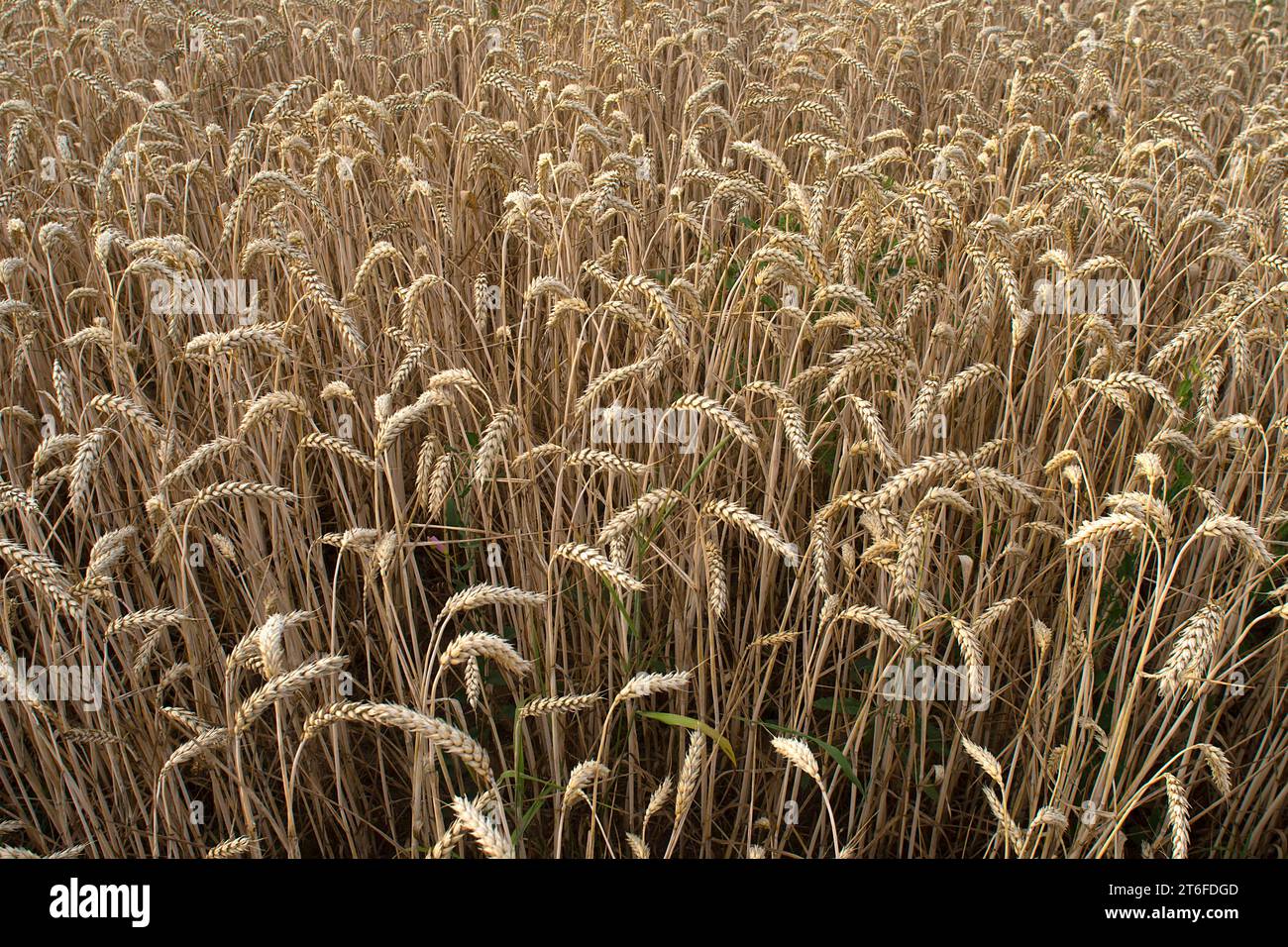 Common wheat (Triticum aestivum), Bavaria, Germany Stock Photo