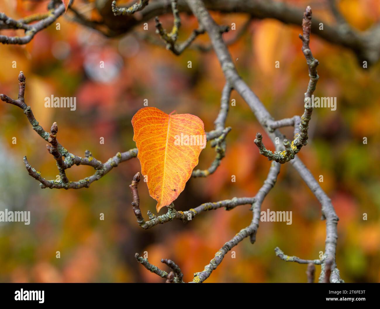 Autumn time, Sapium Plantae, trees and foliage in the park, Berlin, Germany Stock Photo