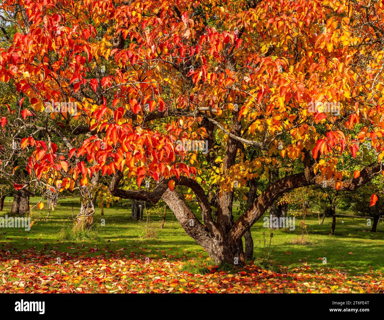 Autumn time, Sapium Plantae, trees and foliage in the park, Berlin, Germany Stock Photo