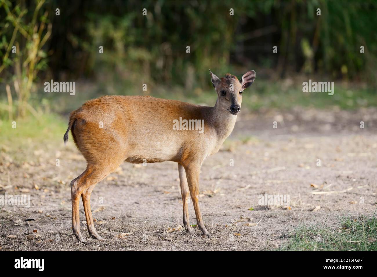Red forest duiker (Cephalophus natalensis), captive, occurring on the south-east coast of Africa Stock Photo
