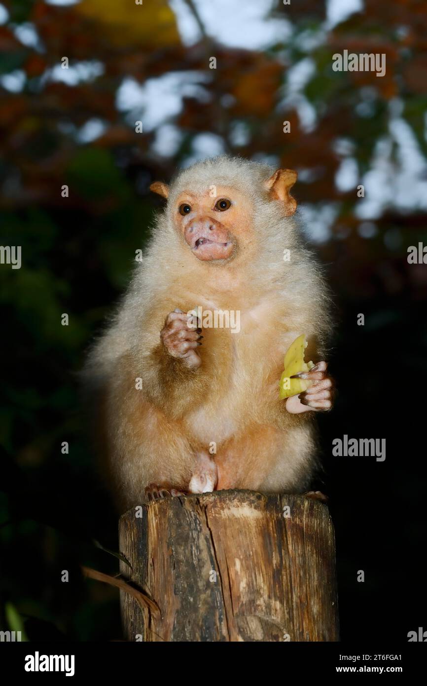 Silvery marmoset (Callithrix argentata) (Mico argentatus) or silver marmoset, captive, occurrence in Brazil Stock Photo