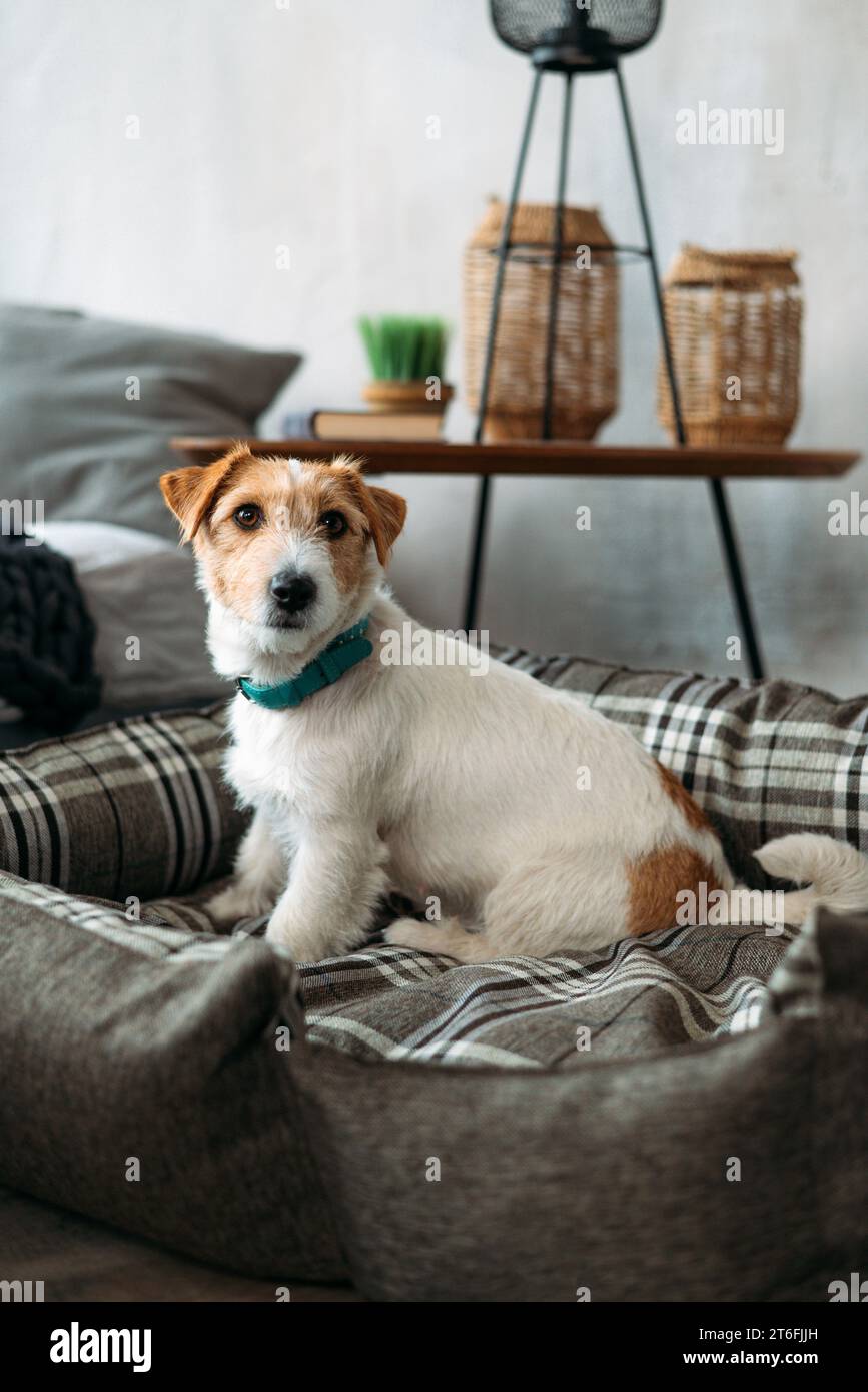 Portrait of a rough-coated jack russell terrier sitting in a dog bed. A small rough-coated dog with funny fur spots rests in a deckchair in a home int Stock Photo