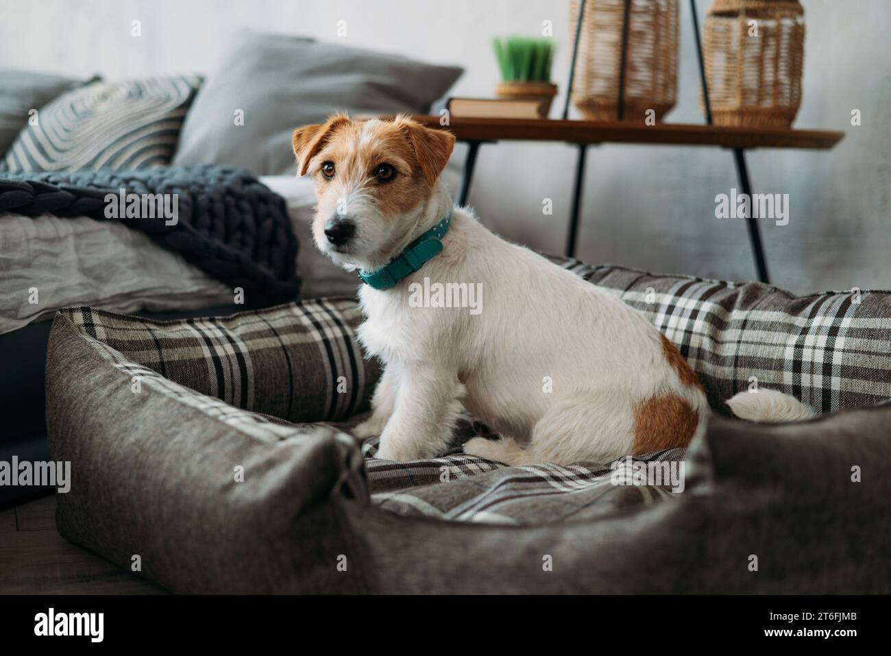 Portrait of a rough-coated jack russell terrier sitting in a dog bed. A small rough-coated dog with funny fur spots rests in a deckchair in a home int Stock Photo