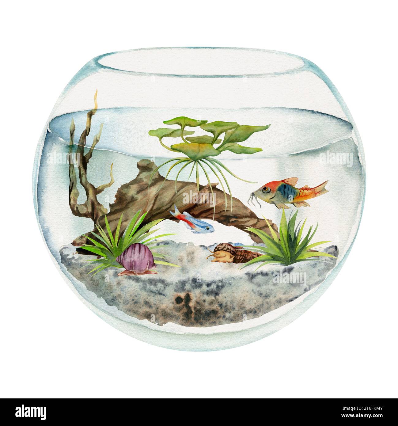 Hand drawn watercolor aquarium fish, algae, bog wood in round fishbowl