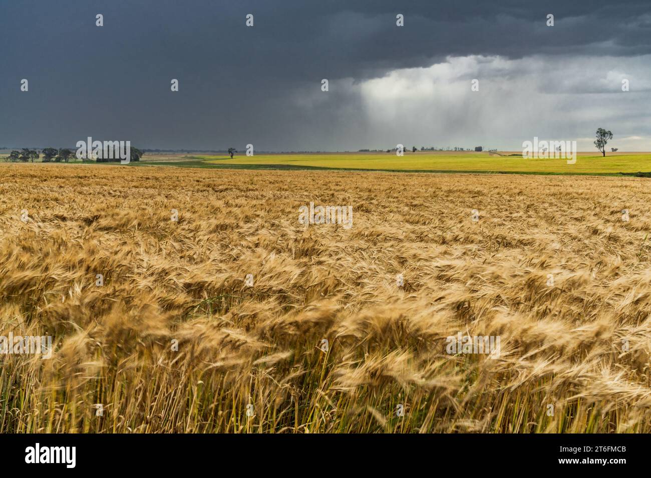 Heavy rain falling over a grain crop on farmland at Moolort in Central Victoria, Australia Stock Photo
