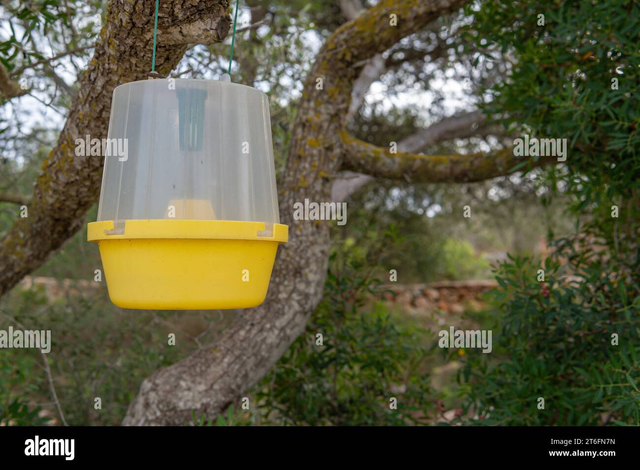 Pheromone-based tree pest control system. Island of Mallorca, Spain Stock Photo