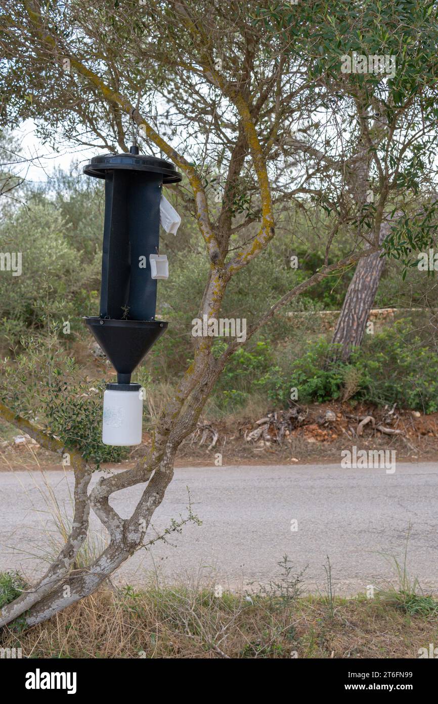 Pheromone-based tree pest control system. Island of Mallorca, Spain Stock Photo