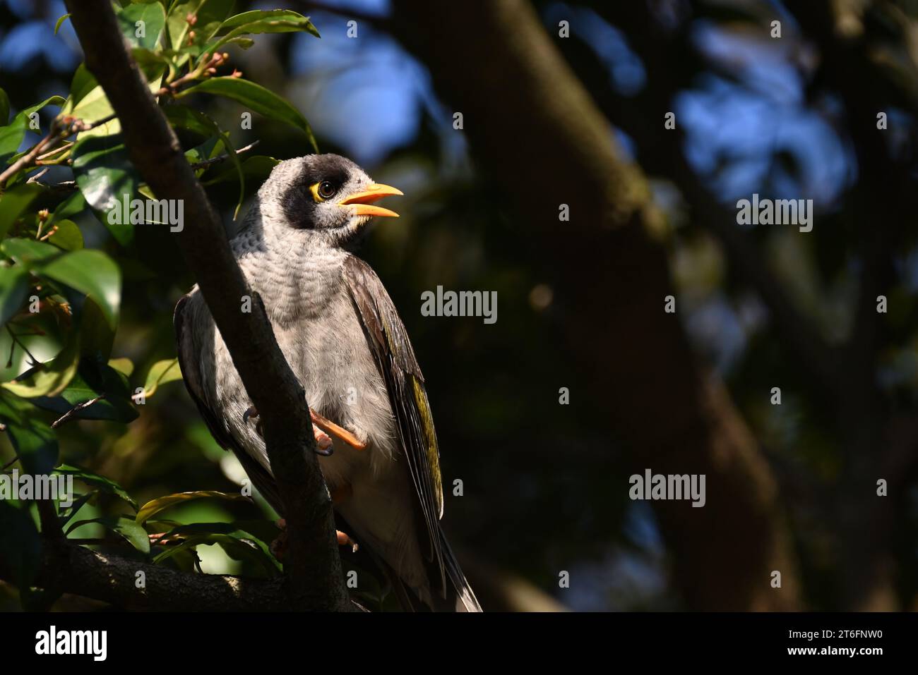 Sunlit noisy miner bird perched high up in a tree, its beak open Stock Photo