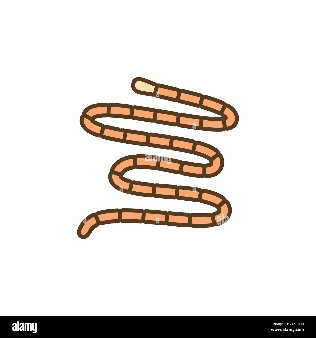 Tapeworm Cestoda vector concept colored icon or sign Stock Vector